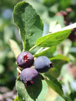 Northline Saskatoon (Serviceberry)