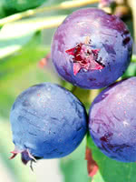 Martin Saskatoon (Serviceberry)