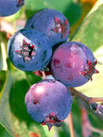 Autumn Brilliance Saskatoon (Serviceberry)