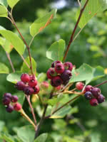 Honeywood Saskatoon (Serviceberry)