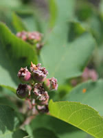 Common Saskatoon (Serviceberry)
