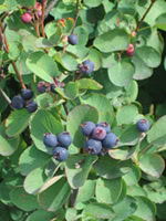 Common Saskatoon (Serviceberry)