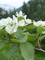 Common Saskatoon (Serviceberry)