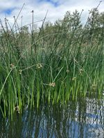 Hardstem Bulrush