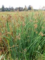 Softstem Bulrush