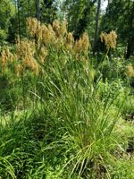 Woolgrass