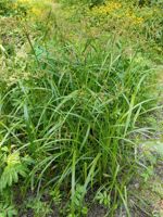 Panicled Bulrush