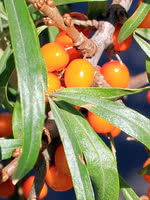 Sea Buckthorn (Seaberry)