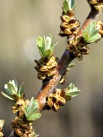 Lord Sea Buckthorn (Male)