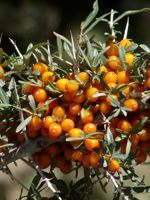 Orange Energy Sea Buckthorn (Female)