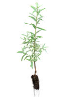 Indian Summer Sea Buckthorn - 2 Year Old