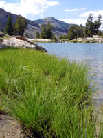 Leafy Tussock Sedge