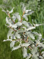 Silverberry (Wolf Willow)