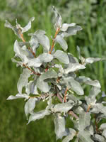 American Silverberry