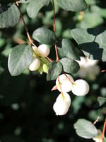 Western Snowberry