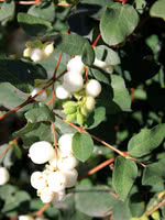 Common Snowberry