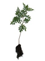 Showy Mountain Ash - 2 Year Old