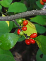 Common Spicebush