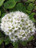 Birch Leaf Spirea