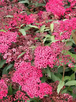 Neon Flash Spiraea