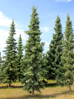 Double Spruce