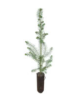 Red Spruce - 1 Year Old