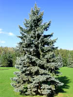 Blue Spruce (Colorado Spruce) vs Virginia Creeper 