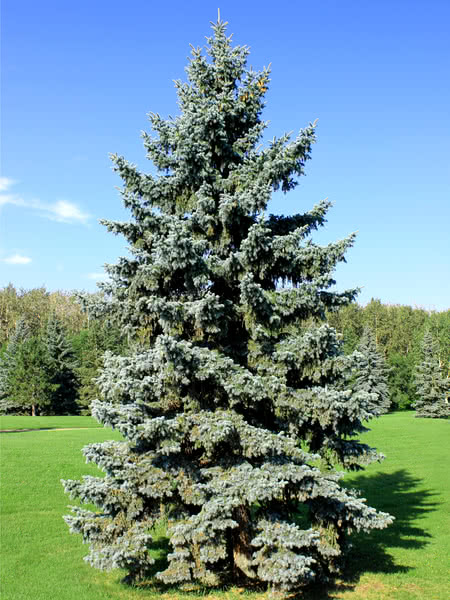 Blue Spruce Colorado Spruce Tree Seedlings For Sale Treetime Ca