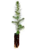 Blue Spruce - 1 Year Old