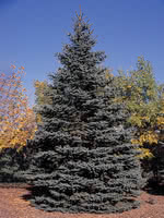 Christmas Blue spruce