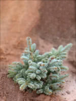 Dwarf Globe Blue Spruces for Sale