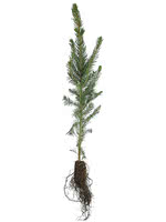 Meyers Spruce - 2 Year Old