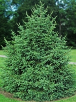 Dragon Spruce