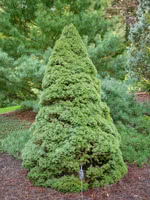 Dwarf White Spruce
