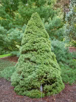 Dwarf Alberta Spruce