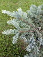 Engelmann Spruce