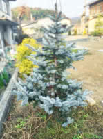 Colorado Hoopsii Spruce