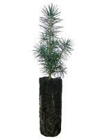 Meyers Spruce