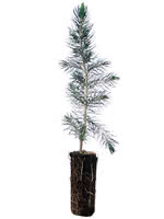 Oriental Spruce - 1 Year Old