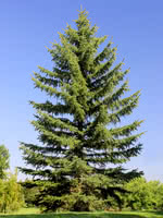 European Spruce