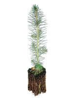 Norway Spruce - 1 Year Old - Shorter