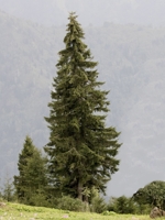 Oriental Spruce