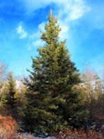 Blue Spruce – The Tree Folks