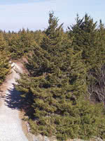 Yellow Spruce
