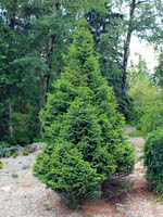 Serbian Spruce