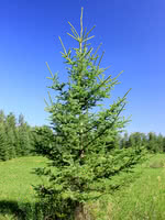 White Spruce