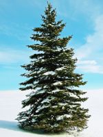 Porsild Spruce