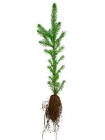 White Spruce - 2 Year Old