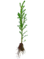 Norway Spruce - 2 Year Old