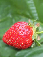 Seascape Strawberry
